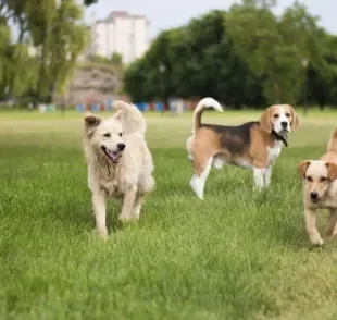 Confira as raças de cachorro médio mais comuns nas casas dos brasileiros!