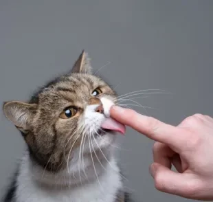 Por que o gato lambe o dono? Os motivos podem ser variados. Descubra quais são eles!