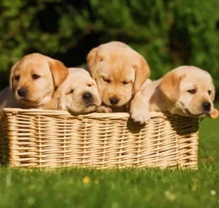 Como resistir a um filhote de Labrador? Fofos e cheios de energia, esses cãezinhos são perfeitos para sua família!