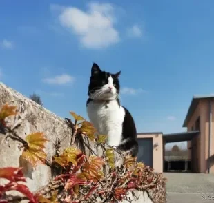 O bigode de gato é uma das partes do corpo responsável por garantir o equilíbrio felino