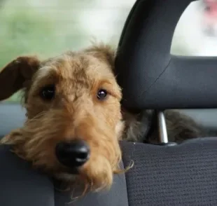 Veja algumas dicas para não deixar o cachorro estressado antes, durante e depois da mudança