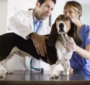 Plano de saúde para cães é uma boa opção para economizar nas idas ao veterinário