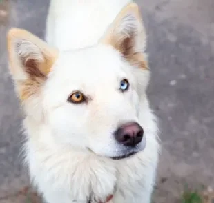  Husky Siberiano é uma das raças com maior propensão para nascer com heterocromia 