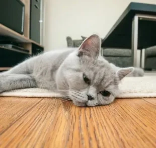 A PIF em gatos se manifesta de diferentes formas. Saiba quais são os principais efeitos da doença!