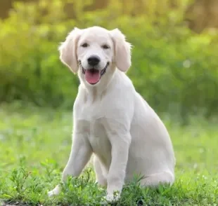 A osteoartrite canina é uma das doenças articulares que mais atingem os cães. Saiba mais sobre ela e outras patologias! 