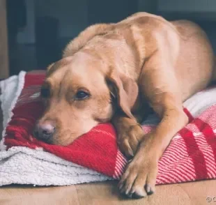 Cachorro com gastrite: prostração é um dos sintomas da doença