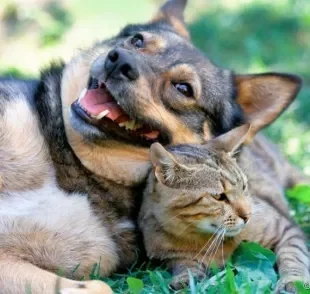 A lei de maus-tratos a animais serve para proteger os nossos amigos de quatro patas. Saiba mais! 