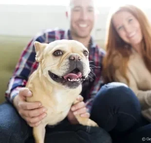 Em busca da raça de cachorro perfeita para você? Veja quais são as opções ideais para cada tipo de personalidade