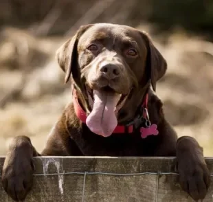 Raças de cachorro como o Labrador estão mais propensas a desenvolver a displasia coxofemoral em cães 