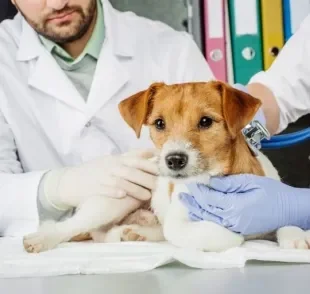 Cachorro doente: saiba a melhor forma de se programar para gastos emergenciais