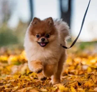 Do Spitz Alemão ao Chow Chow: veja algumas raças de cachorro que sofrem com o calor