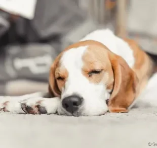 O ar condicionado faz mal para cachorro ou uma é uma solução para os dias quentes?