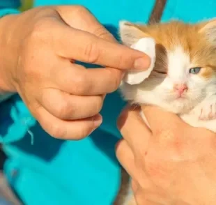 É normal que o olho de gato filhote apresente alguns problemas nas primeiras semanas de vida