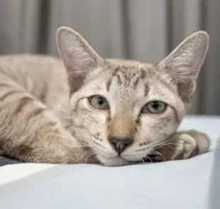 A otite em gatos pode provocar muitos desconfortos. Veja alguns cuidados para evitar o quadro!