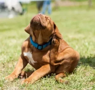 Piolho: cachorro também pode ser afetado pelo parasita