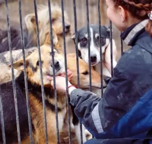 Saiba como ajudar ongs de animais além de doações em dinheiro