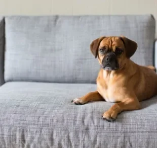 O cachorro com fraqueza nas patas traseiras pode ser um sinal de miastenia gravis em cães. Saiba mais 