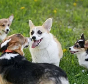 Entenda mais sobre a linguagem canina e como os doguinhos se comunicam