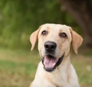 O sistema nervoso do cachorro é fundamental para o bom funcionamento de todo o corpo do pet