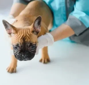 Carocinhos no corpo do cachorro pode ter diferentes causas