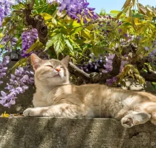 Como criar um gato em segurança no quintal: conheça dicas para seu pet ficar protegido na área externa