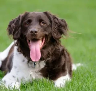 Um cachorro ofegante e inquieto pode significar problemas respiratórios