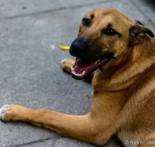 O vira-lata caramelo é o típico cãozinho simpático e feliz que está presente em todo canto