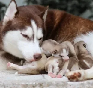 Para saber quantos filhotes um cachorro pode ter é importante considerar o porte e idade do animal