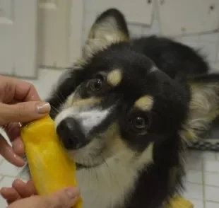 O cachorro pode comer manga, desde que o alimento seja preparado da maneira certa