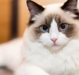 O Ragdoll é um gatinho com muitas peculiaridades, algumas que você nem imagina