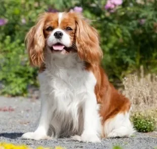O Cavalier King Charles Spaniel é um cão apaixonante com história que remete à realeza