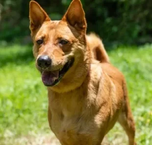 O cachorro vira-lata caramelo é um símbolo do Brasil, mas será que a saúde dele é tão resistente como falam por aí?