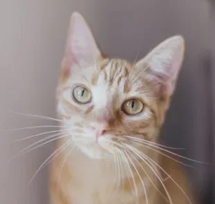 O bigode de gato exerce uma função sensorial e ajuda no equilíbrio felino