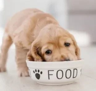 O cachorro pode comer fígado, mas em uma quantidade pequena