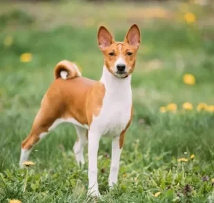 Basenji, o cachorro que não late, tem o uivo como sua principal forma de comunicação