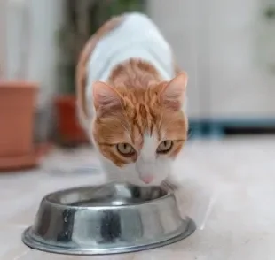 Fazer o gato beber água não é tão difícil como parece. Veja algumas estratégias para incentivar o hábito!