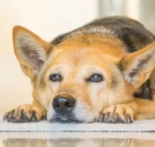 O AVC em cães é uma doença que, apesar de não ser muito comum, é bastante perigosa