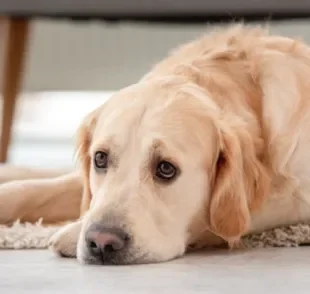 O câncer em cachorro pode atingir diferentes partes do corpo