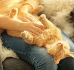 O gato com barriga pra cima pode aceitar carinho, mas nem sempre isso é bem-vindo