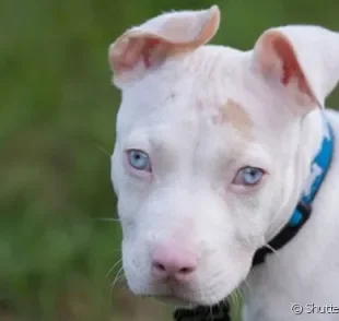 O albinismo em cachorro tem como características o pelo branco e a pele bem clarinha por baixo da pelagem