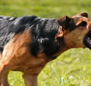 O cachorrro com o pelo arrepiado é um sinal de ataque, mas a piloereção canina pode ter vários significados