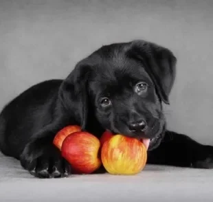 Cachorro pode comer maçã e até faz muito bem, mas é preciso alguns cuidados