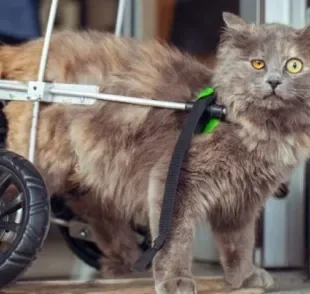 O gato com deficiência pode ter uma vida "normal" mesmo com as limitações