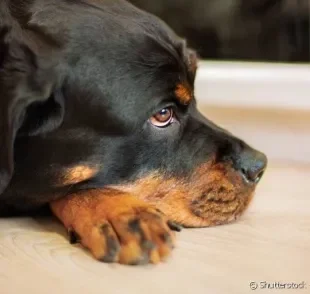  Quando o assunto é linfoma, cães de porte grande e de determinadas raças podem desenvolver a doença com maior facilidade. 