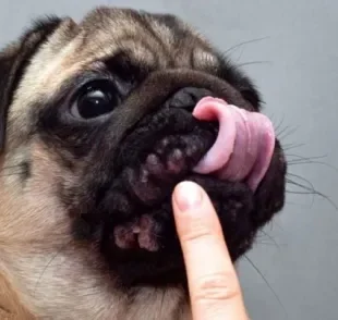 A dermatite em Pug é comum porque as rugas propiciam o acúmulo de sujeira e umidade