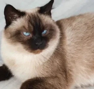 O gato Thai é frequentemente confundido com o Siamês por terem a aparência bastante parecida