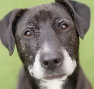 A disfunção cognitiva canina se manifesta em cães na terceira idade