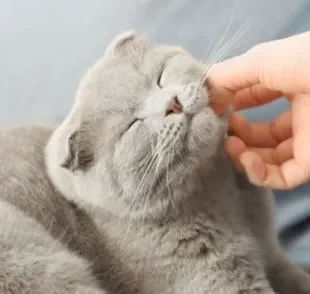 O gato ronronando faz um barulho fofinho e que ajuda até mesmo a acalmar o dono