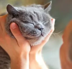 O gato piscando lentamente para uma pessoa é uma forma que o pet encontra de se comunicar