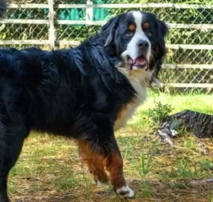 A displasia de cotovelo em cães é mais comum em raças grandes, como o Bernese